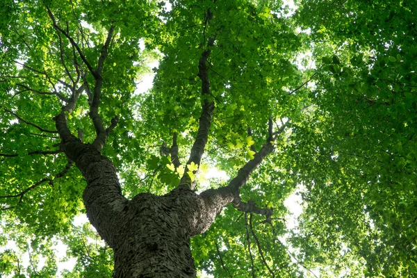 의나무들 자연의 — 스톡 사진