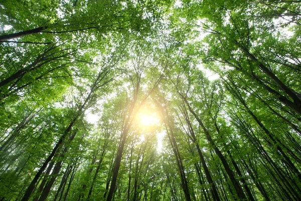 Alberi Della Foresta Natura Verde Legno Luce Del Sole Sfondi — Foto Stock