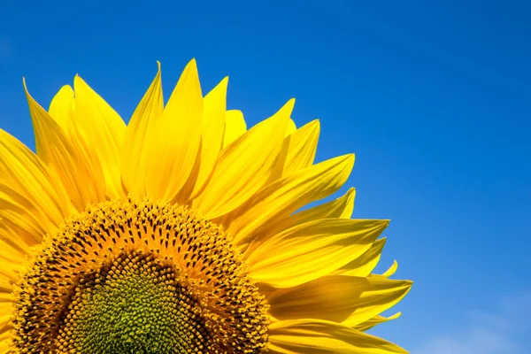 蓝天上的黄色向日葵 — 图库照片