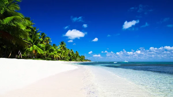 Spiaggia Caraibica Palme Paradisiache Concetto Vacanza Turismo — Foto Stock