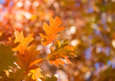 Sonbahar yaprakları. Parkta renkli yapraklar var. Sonbahar sezonu konsepti. Muğlak mavi arkaplanlı akçaağaç yaprakları.