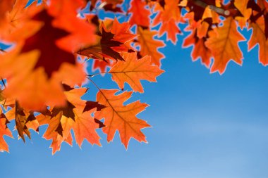 Sonbahar yaprakları. Parkta renkli yapraklar var. Sonbahar sezonu konsepti. Muğlak mavi arkaplanlı akçaağaç yaprakları.