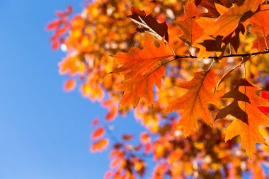 Sonbahar yaprakları. Parkta renkli yapraklar var. Sonbahar sezonu konsepti. Muğlak mavi arkaplanlı akçaağaç yaprakları.