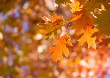 Sarı sonbahar yaprakları, güzel arka plan