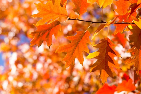 공원에는 색상의 잎들이 단풍나무 — 스톡 사진