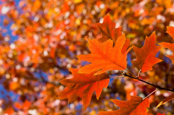 秋天的叶子公园里五彩斑斓的树叶 秋天的概念 淡蓝色背景的枫叶 — 图库照片