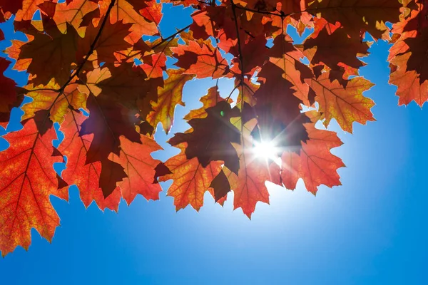 Otoño Colorido Follaje Parque Concepto Temporada Otoño Hojas Arce Con — Foto de Stock