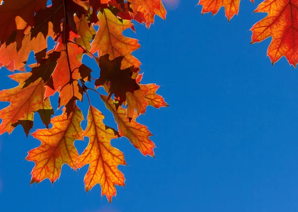 Otoño Colorido Follaje Parque Concepto Temporada Otoño Hojas Arce Con — Foto de Stock