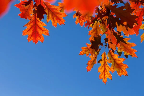 Otoño Colorido Follaje Parque Concepto Temporada Otoño Hojas Arce Con — Foto de Stock