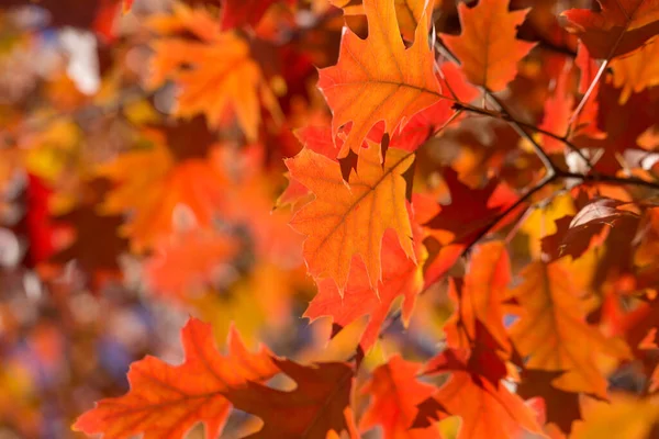 Der Herbst Geht Buntes Laub Park Herbstzeitkonzept Ahornblätter Mit Verschwommenem — Stockfoto