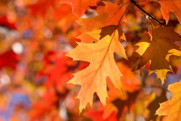 Otoño Colorido Follaje Parque Concepto Temporada Otoño Hojas Arce Con — Foto de Stock