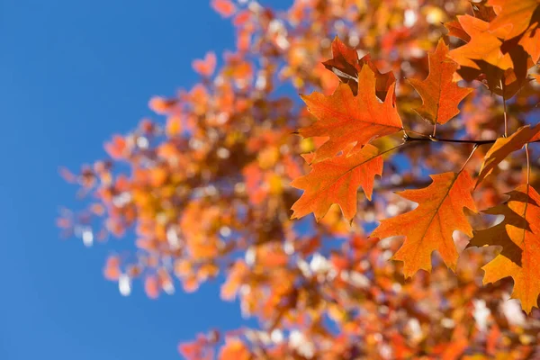 Autumn Leaves Colorful Foliage Park Fall Season Concept Maple Leaves — Stock Photo, Image