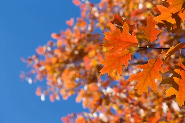 Otoño Colorido Follaje Parque Concepto Temporada Otoño Hojas Arce Con — Foto de Stock