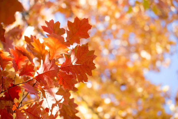 Der Herbst Geht Buntes Laub Park Herbstzeitkonzept Ahornblätter Mit Verschwommenem — Stockfoto