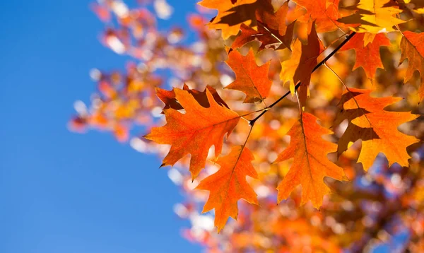 Otoño Colorido Follaje Parque Concepto Temporada Otoño Hojas Arce Con — Foto de Stock