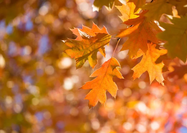 Hojas Amarillas Otoño Hermoso Fondo — Foto de Stock