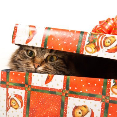 komik kedi üzerinde beyaz izole kutusunda