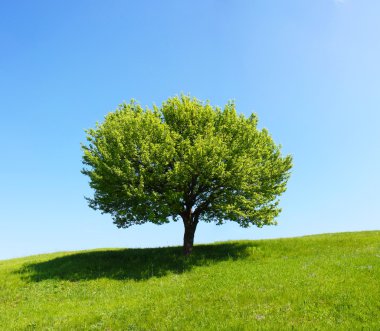 bir alanı ağacında