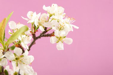 pembe bir arka plan üzerine kayısı çiçek