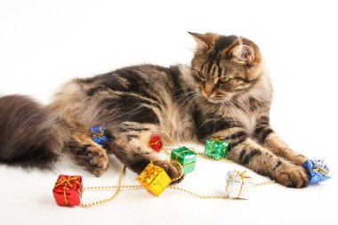 komik kedi beyaz zemin üzerine