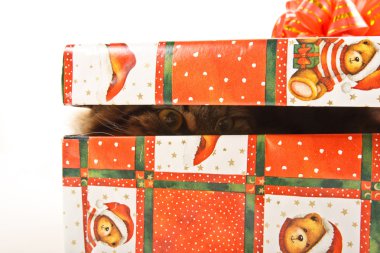 komik kedi üzerinde beyaz izole kutusunda