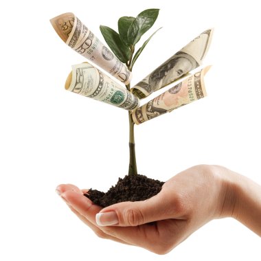 Money Tree on his hand of women. a symbol of financial success. clipart