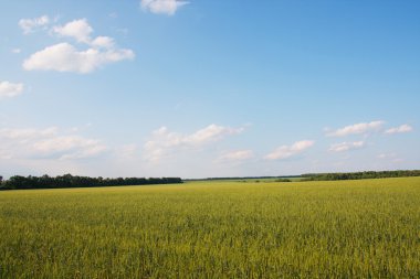 Yaz manzara. buğday alanı
