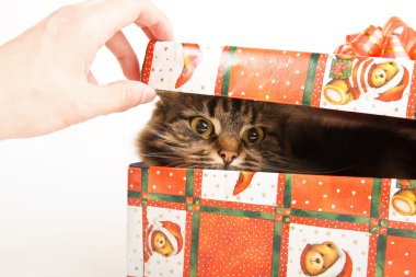 komik kedi üzerinde beyaz izole kutusunda