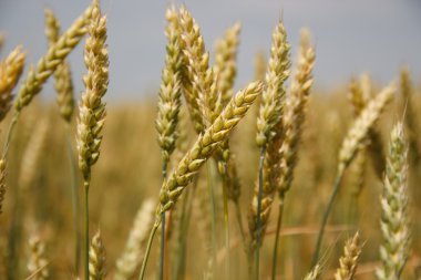 spikelets buğday