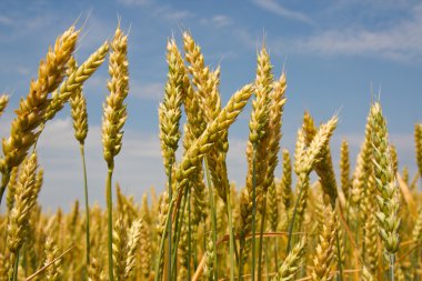 spikelets buğday