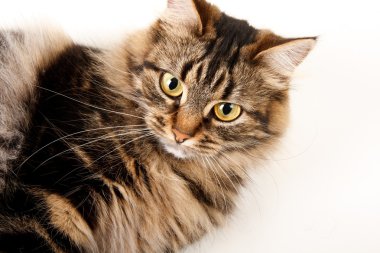 kedi beyaz arka plan