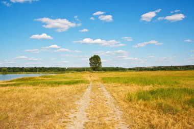 güzel manzara. Yalnız bir ağaç yol