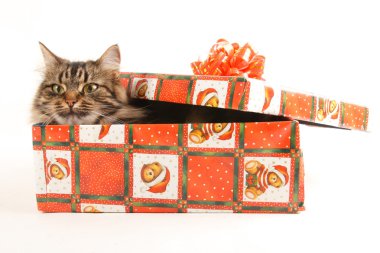 komik kedi üzerinde beyaz izole kutusunda