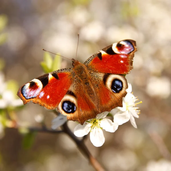 Farfalla su un fiore di albicocca — Foto Stock