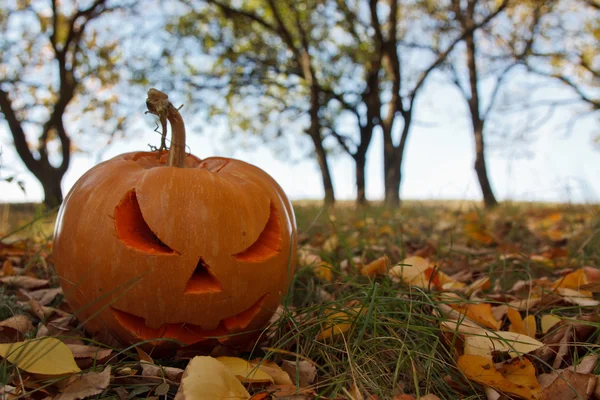 Halloween pompoenen — Stockfoto