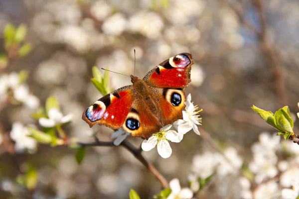 Butterfly on a apricot flower — Stock Photo, Image