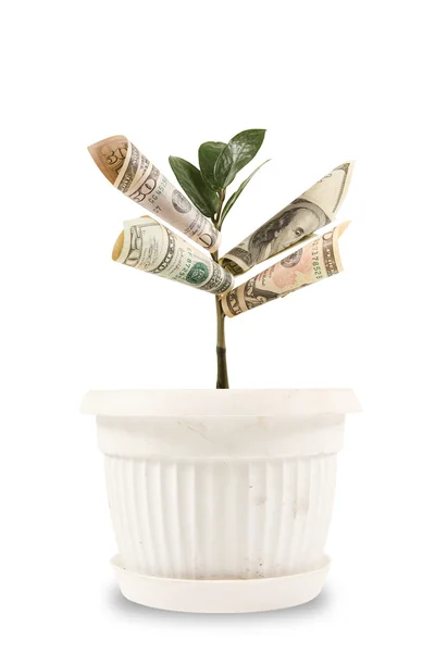 Árbol del dinero. Un símbolo de éxito financiero . — Foto de Stock