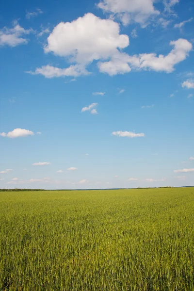 Weizen ernten — Stockfoto