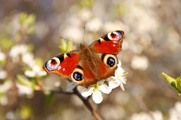 Бабочка на цветке абрикоса — стоковое фото