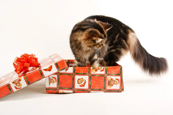 Lustige Katze in Box isoliert auf weiß — Stockfoto