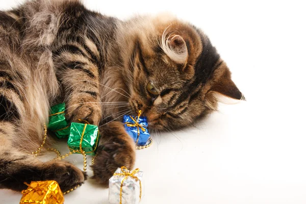 Gato engraçado no fundo branco — Fotografia de Stock