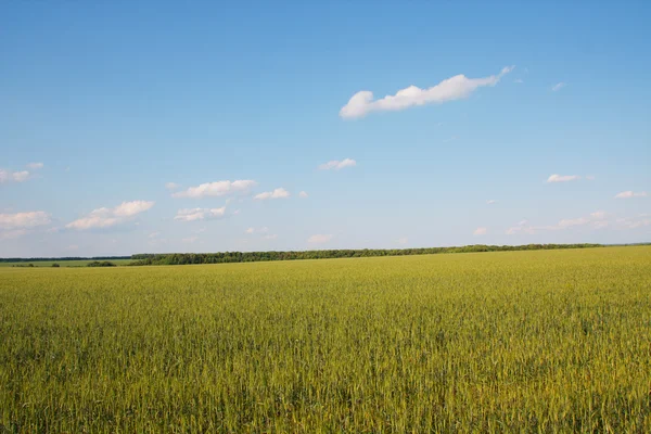 Paesaggio estivo. campo di grano — Foto Stock