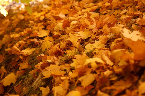 Herbstblätter — Stockfoto