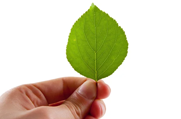 Hoja en la mano — Foto de Stock