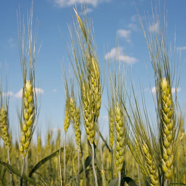 Skörden vete — Stockfoto