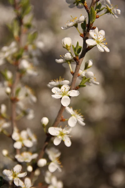 Fiori di albicocca. Scena primaverile . — Foto Stock