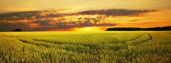 Prachtig zomer landschap — Stockfoto