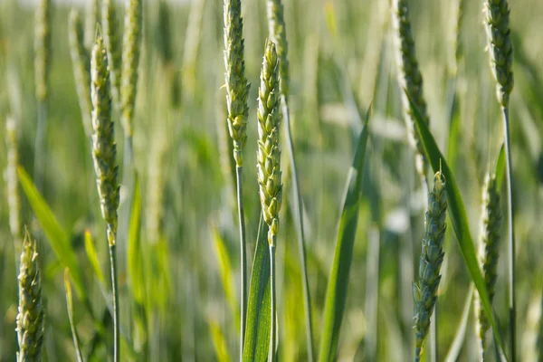 Weizen ernten — Stockfoto