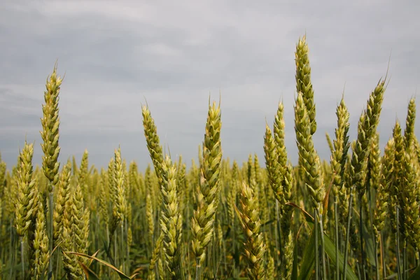 Колоски пшениці — стокове фото