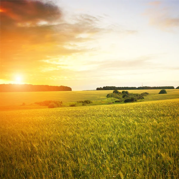 Gün batımında buğday tarlası